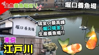 日曜日のみ入れる！堀口琉金で有名な東京江戸川区堀口養魚場行ってみた!!