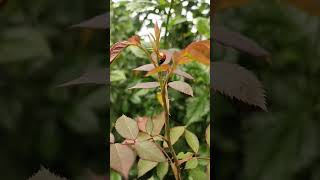 Close-Up with Nature: A Ladybug's Journey on a Plant Shoot #ladybug #animals #shorts #short #nature