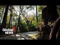 Stanley Park's “necessary” dead tree removal plan sparks BC petition