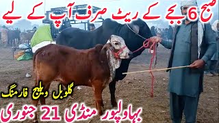 Bahawalpur Cow Mandi Today Fresh Video Bachre Bachri Cholistani Qurbani || Global Village Farming