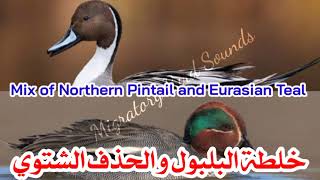 خلطة البلبول والحذف الشتوي || Mix of Northern Pintail and Eurasian Teal