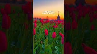 This is your sign to book your Tulip Fields trip for this spring! 💐🫶🏻🇳🇱