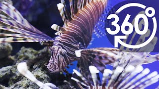 【いきもの目線】ハナミノカサゴ ／ 360lives　Red lionfish