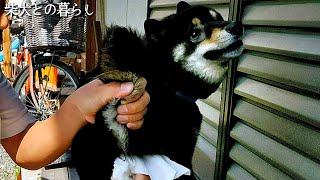 柴犬(豆柴)は肛門腺絞りをしないといけないの?素人でも出来る?コツは?