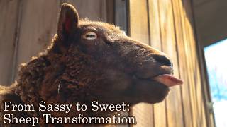 How to gain the TRUST of SHEEP | Tips, Techniques, & Small Farm Living