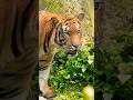 Malayan Tiger | Singapore Zoo