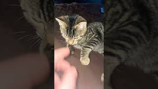 Cute Cat #shorts #cat #funnyvideo #fyp #fypシ゚viral