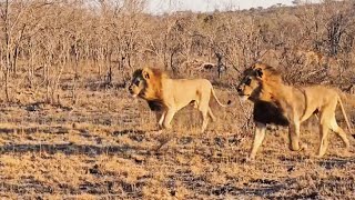 Birmingham Breakaway Male Lions Chasing Monwana Male Lions | Yesterday Afternoon | Lion Warfare