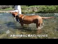 【水遊び】川でバシャバシャ歩く超大型犬がこちら