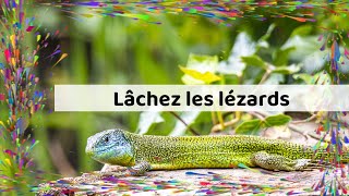 Lâchez les lézards