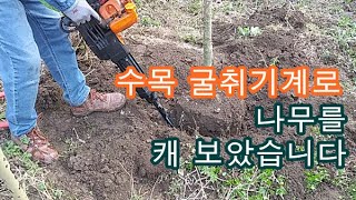 엔진 수목굴취기, 나무 이식기계 사용법과 실제 나무 캐보기