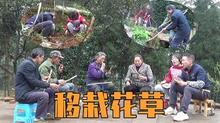 六哥六嫂一起搬走小花园，大家看看有多少种花草【幺妈和幺叔】