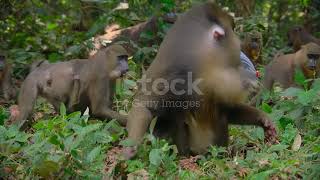 wild animal monkey videos Telugu అడవి జంతువు కోతి వీడియోలు తెలుగు