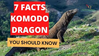 7 facts about komodo dragon you should know