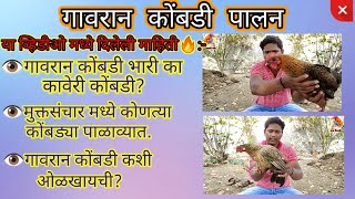 Gavran Kombadi Palan । कावेरी कोंबडी चांगली का गावरान कोंबडी । मुक्तसंचार मध्ये कोणते फायदेशीर