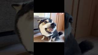 【恐怖】唸りすぎて鼻から泡を吹く柴犬！！When this dog growls, it spits bubbles out of its nose.