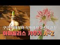 구근 구매, 식재, 관리까지 아마릴리스 키우기의 모든 것