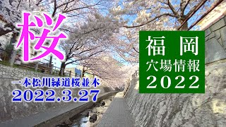 【花見おススメ穴場情報】福岡・一本松川緑道桜並木 2022.3.27