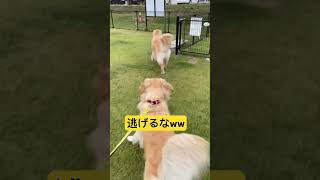 ドッグランから帰りたくない犬#shorts #犬のいる暮らし #犬