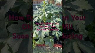 How To Tell When Your Okra Plant Will Soon Stop Producing