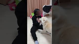 殴られる飼い主。　ちゃろ（愛犬）死角を把握する犬。#shorts #dog #いやしわんこ #可愛いわんこ#犬のいる暮らし