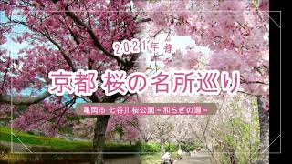 京都 桜の名所巡り 2021年春 Part２