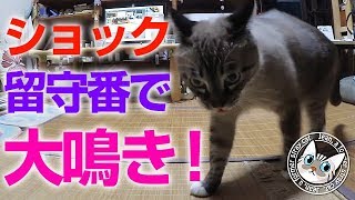 【Jean \u0026 Pont 0542】ちょっとショック！　留守番で大鳴きジャンくん　元野良猫の保護里親記録  Jean \u0026 Pont, former stray cats.