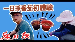 【丹尼兒vlog】一日採番茄初體驗(嘉義) | 五年工作經驗 vs 一天經驗菜鳥 | 一天工作流程