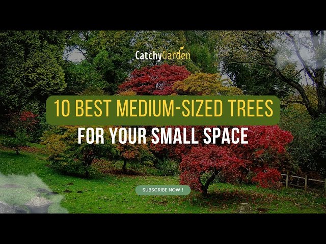 Medium Trees For Landscaping