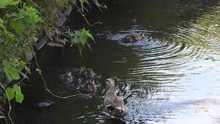 ducklingカルガモ親子W組2020.08.20　spot-billed duck（軽鴨、学名:Anas zonorhyncha）鳥綱カモ目カモ科マガモ属　DSCN6584