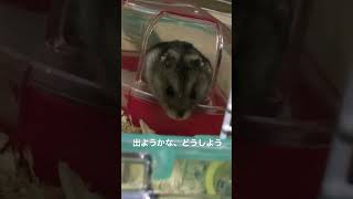 出ようかな、どうしよう