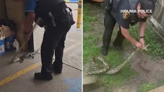 Houma officer wrangles another reptile