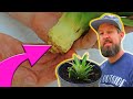 You Have to See this Trick to Growing Pineapples from Pineapple Tops