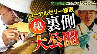 【裏側大公開①】ローヤルゼリーはこうやって採っている！養蜂家がお菓子でわかりやすく解説！？