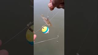 Hampir dapat ikan besar#fishing#fishingvideos