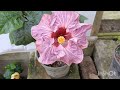 350 varieties of tropical hibiscus