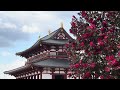 【 world heritage with original music 】feel eternal life in heijo kyu ancient nara palace japan