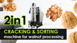 Nutcracker with sorting function. Industrial walnut cracking machine 2in1