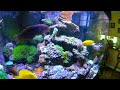 marine betta hand feeding 120 gal reef aquarium