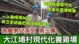 一入雞場深似海 有三道防綫百條法例監管？嚴謹態度現代化生產出香港靚雞  何俊賢一賢堂 漁農男兒系列 第三集︰大江埔村現代化養雞場