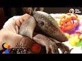 Tiny Armadillo Is Obsessed With Taking Baths  | The Dodo Little But Fierce