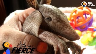 Tiny Armadillo Is Obsessed With Taking Baths  | The Dodo Little But Fierce