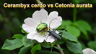 Cerambyx cerdo vs Cetonia aurata nel Parco naturale La Mandria - Maggio 2024