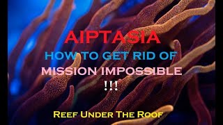 How To Get Rid Of Aiptasia (Is it even possible?!)