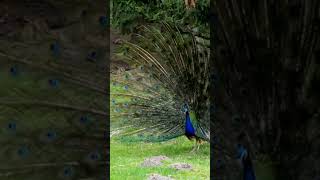 peacock drawing #shorts #funny #viral #tiktok #trending #youtuber