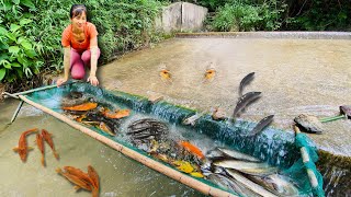 The girl built a massive  fish trap and harvested 50kg of fish | Armadilha enorm