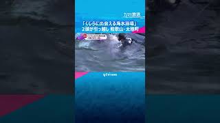 「くじらに出会える海水浴場」クジラ２頭が引っ越し　和歌山・太地町　８月１６日まで#shorts