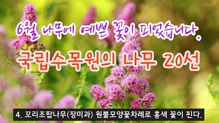 한국의 나무 - 6월 포천 국립수목원의 나무 20종류 해설