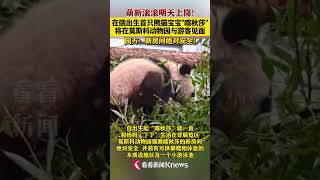 在俄出生首只熊猫宝宝“喀秋莎”将在莫斯科与游客见面 #俄罗斯 #喀秋莎 #shorts