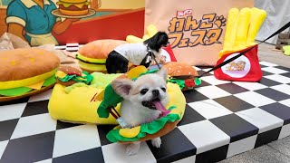 Japan Dog Festival in Odaiba was so much fun!! My dad had too much fun at the dog run and got sun...
